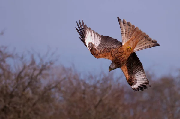 Red Kite in the air