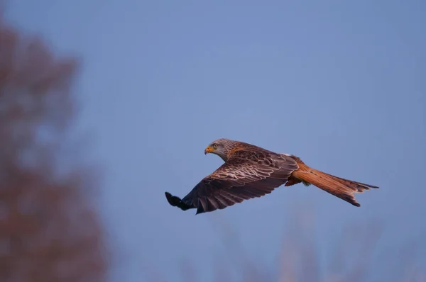 Röd Drake Luften — Stockfoto