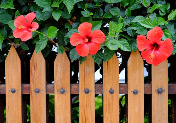 Red hibiscus flowers behind a wooden fence, close flat view, summer in the Med.