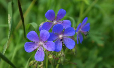 mavi yaz çiçekleri