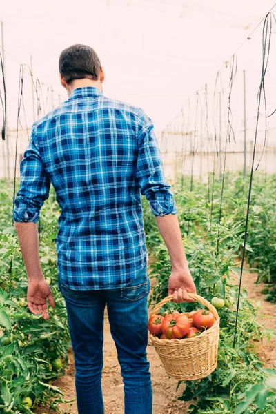 Farmer Picking Tomatoes Basket Tomato Vegetables Grown Home Greenhouse Vine — Stock Photo, Image