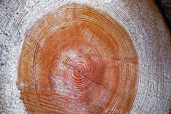Cross Section Tree Trunk — Stock Photo, Image