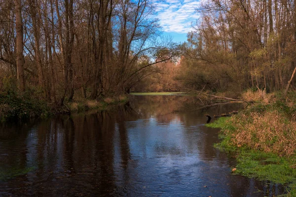 Rivière Tessin et paysage forestier — Photo