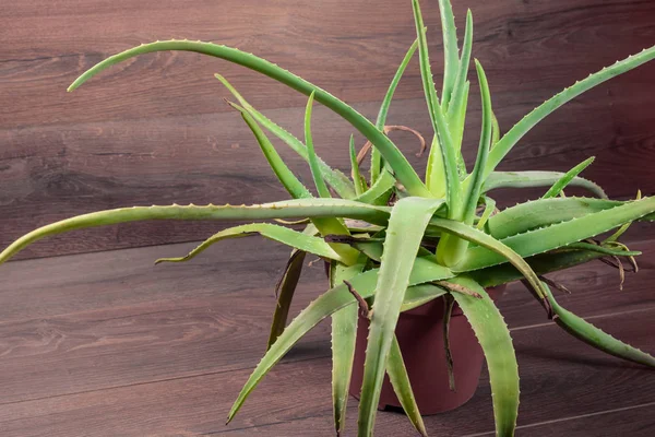 Aloe Vera red vase — Stock Photo, Image