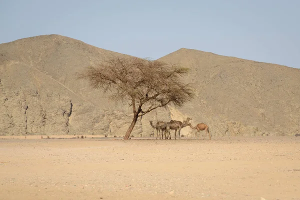 Chaleur du jour dans le désert égyptien — Photo