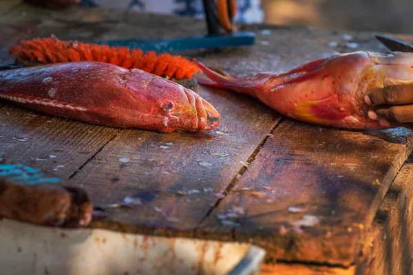 Fisher'ın adam kırmızı balık temizleme — Stok fotoğraf