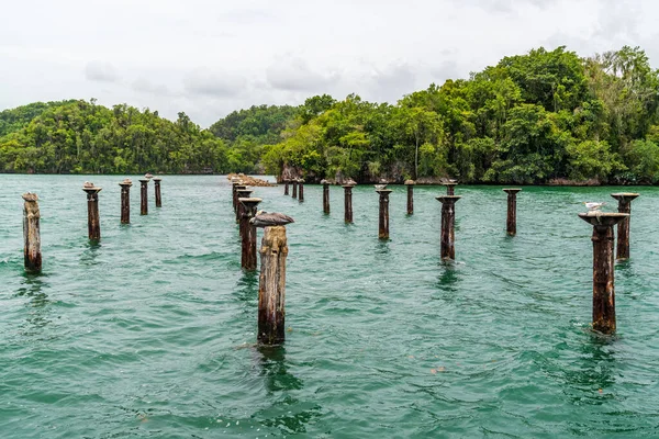Dominik Cumhuriyeti fırkateyni ve pelikan yuvası