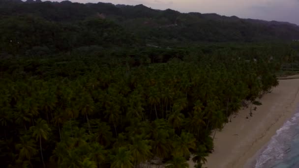 Aerial view of the jungle formed by palm trees near the beach — Stockvideo