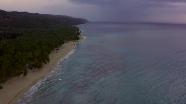 Aerial view of the jungle formed by palm trees near the beach — Stockvideo