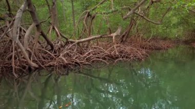 Dominik Cumhuriyeti 'ndeki Mangrove tropikal bitkisi