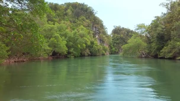 Mangrovie impianto tropicale nella Repubblica Dominicana — Video Stock