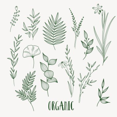 Plant nature hand drawn set. Collection botanical element. clipart