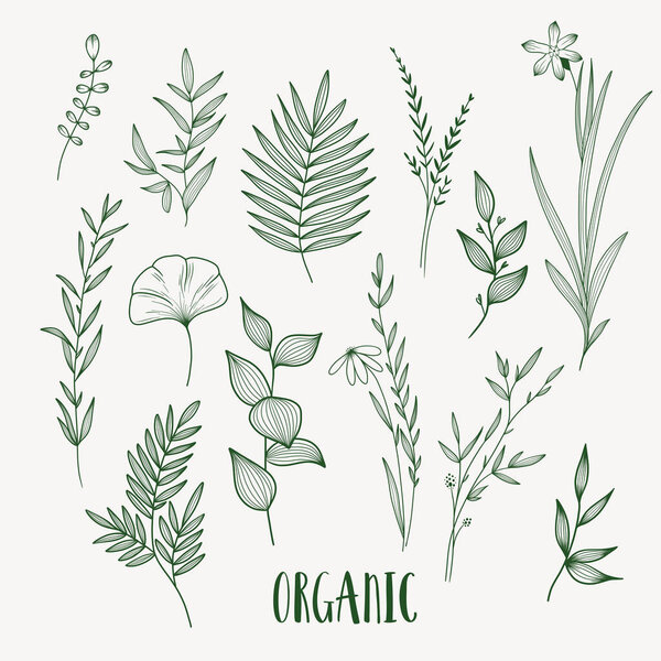 Plant nature hand drawn set. Collection botanical element.