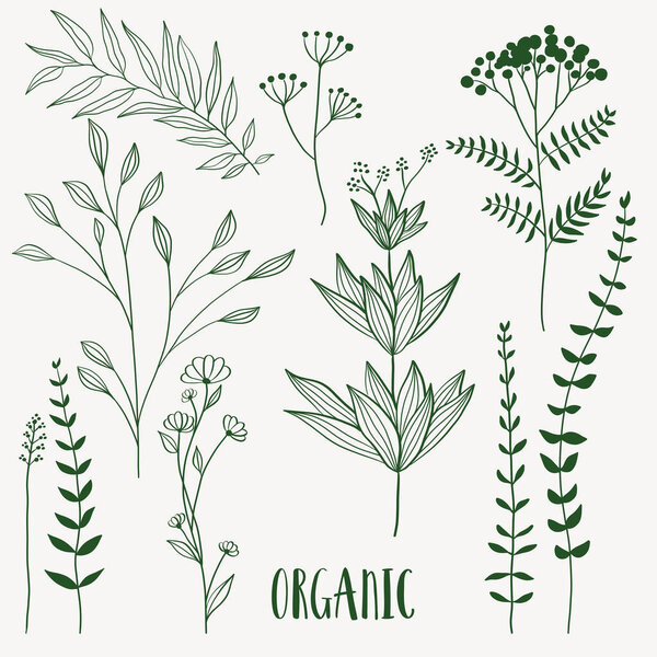Plant nature hand drawn set. Collection botanical element.