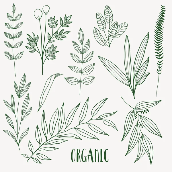 Natura Vegetale Set Disegnato Mano Collezione Elemento Botanico — Vettoriale Stock