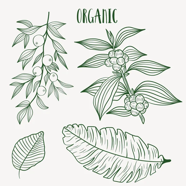 Sada Ručně Kreslených Rostlin Botanický Prvek Kolekce — Stockový vektor