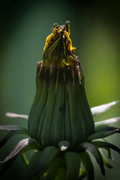 Makro fotoğrafçılıkta çiçek portresi