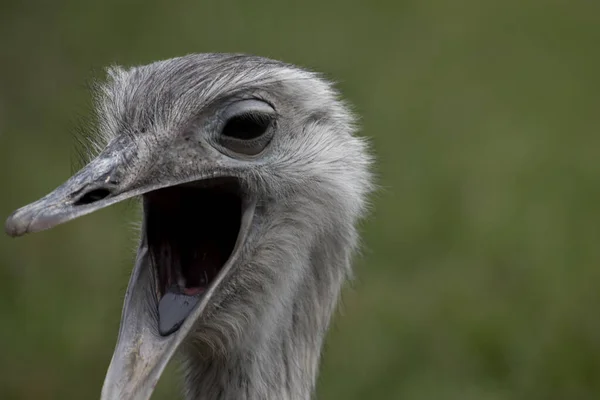 Porträtt Fåglar Naturen — Stockfoto