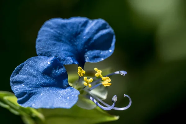 Flower portrait in macro photography