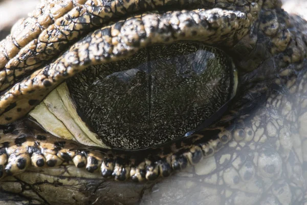 Krokodilauge Der Makrofotografie — Stockfoto