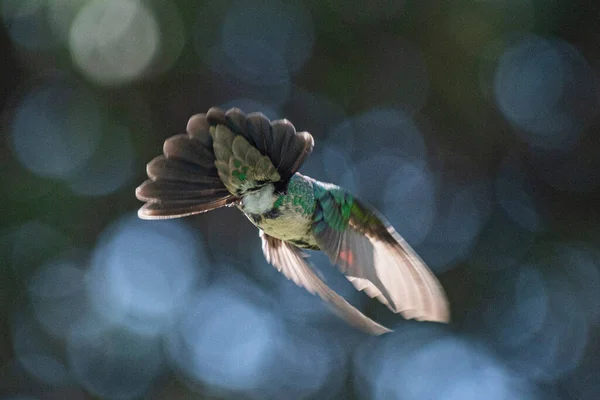 Fotografia Colibri Środowisku Naturalnym — Zdjęcie stockowe