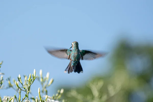 Vahşi doğada Colibri fotoğrafçılığı.