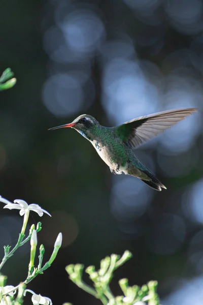 Vahşi doğada Colibri fotoğrafçılığı.