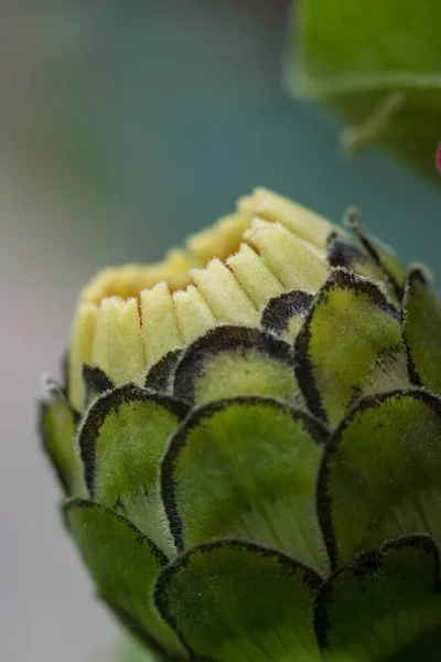 Makro fotoğrafçılıkta çiçek portresi