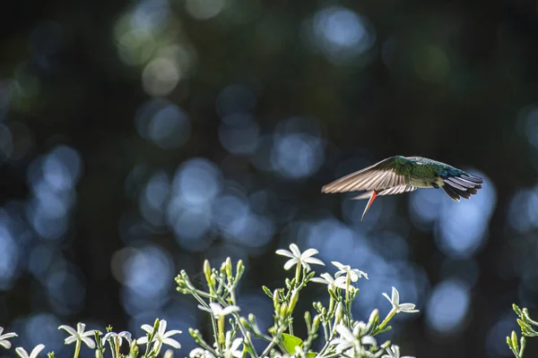Vahşi doğada Colibri fotoğrafçılığı.