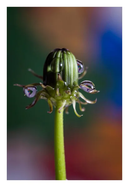 Makro fotoğrafçılıkta çiçek portresi