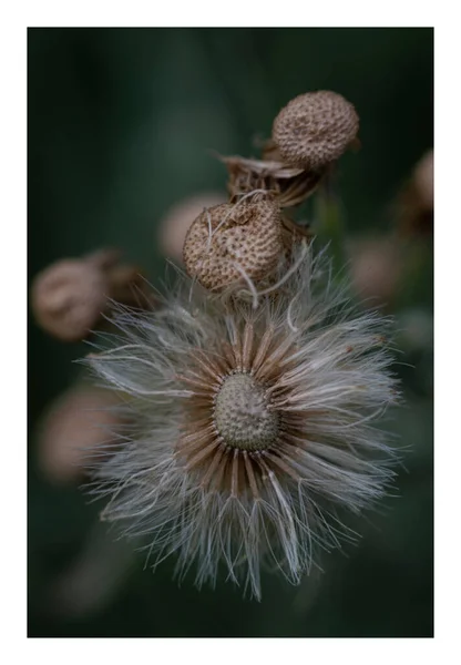 Flower portrait in macro photography