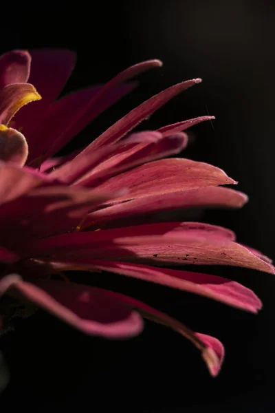 Fotografía Flores Muchos Colores — Foto de Stock