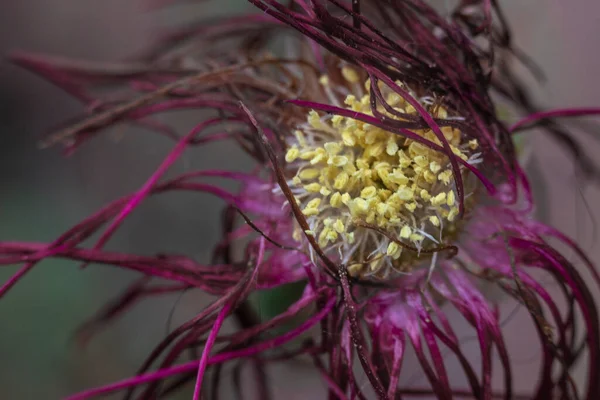 Rote Verwelkte Strumpfblume — Stockfoto