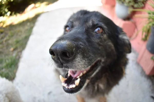 Photograph of happy black bitch.