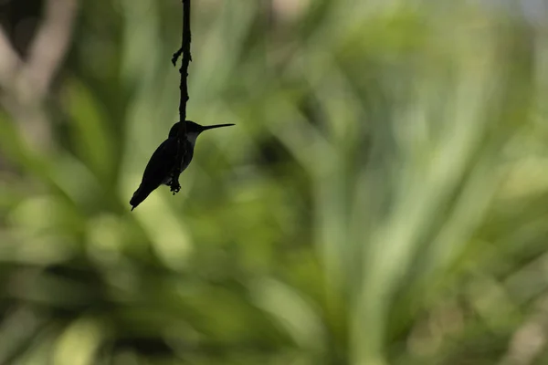 Vahşi doğada Colibri fotoğrafçılığı.