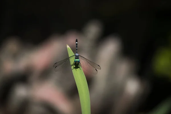 Černá Vážky Makro Fotografii — Stock fotografie