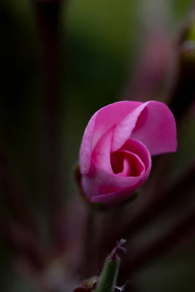 Fotografering Blommor Många Färger — Stockfoto