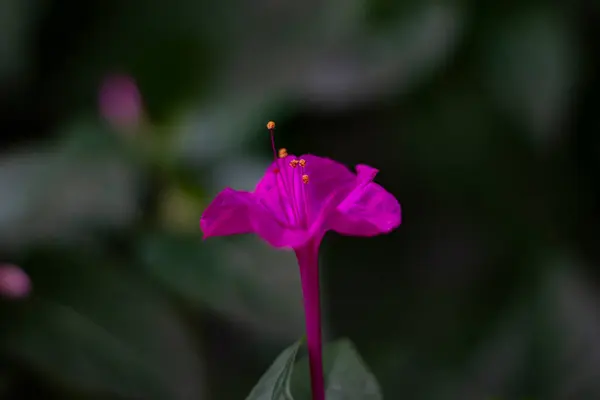 Fotografering Blommor Många Färger — Stockfoto