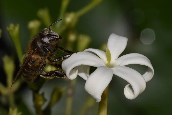Bitki üzerindeki arıların makro fotoğrafları.