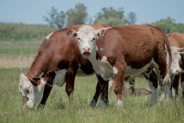 Cows in the field