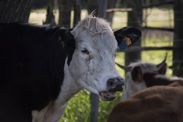 Krowy Polu — Zdjęcie stockowe