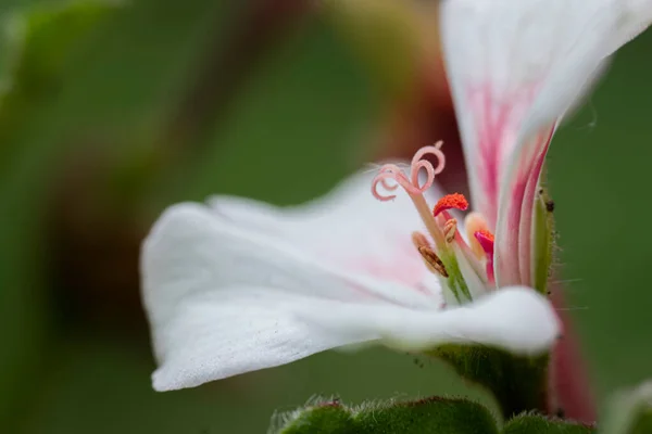 Fleurs Macro Photographie Images De Stock Libres De Droits