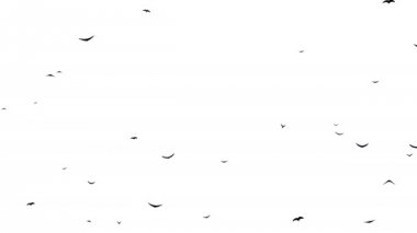Uçan kuşlar formları bir sürü Rip. Dinlenme içinde barış kuşlar tarafından oluşturulmuş.