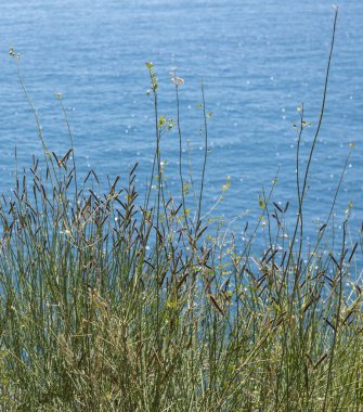 Güneşli bir günde bir mavi denizle çimen.