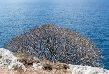 Mavi deniz güneşli bir karşı kuru bush.