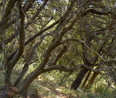 Karadağ'daki dağda ormandaki garip ağaçlar.