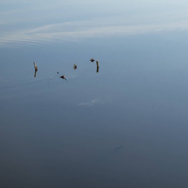 Paninsky gölet. Saz ve bulutlar.