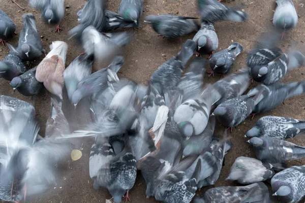 Grupo Dos Pássaros Pombo Agressivamente Lutar Por Comida Espalhada Chão — Fotografia de Stock