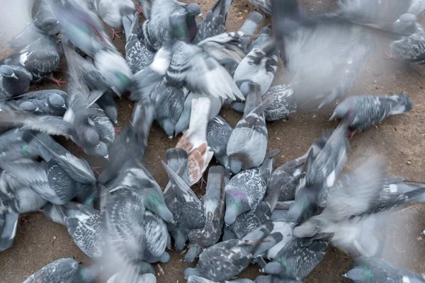 Groep Van Vogels Duif Vechten Agressief Verspreid Voedsel Grond — Stockfoto