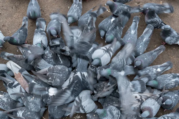 Grupo Dos Pássaros Pombo Agressivamente Lutar Por Comida Espalhada Chão — Fotografia de Stock